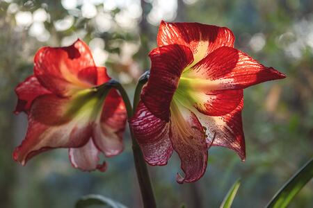 Two blooming Amaryllis flowers