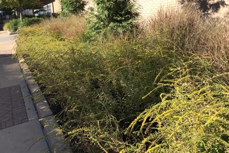 Blooming goldenrod on a hot summer day.