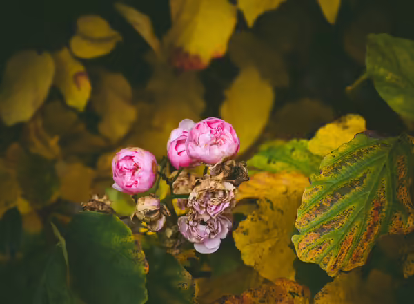wilted flower with spots on leaves