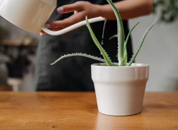 watering a potted plant