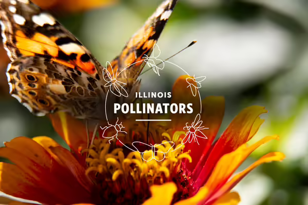 Orange and brown butterfly landing on an orange flower with text overlay reading Illinois Pollinators.