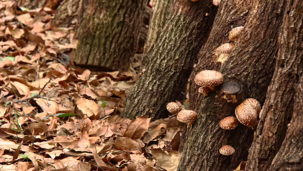 Shiitake Log