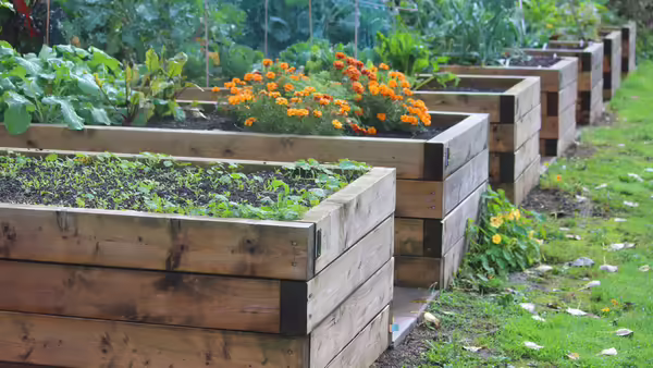plants in raised container beds