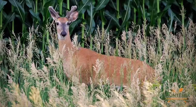 Picture of a deer standing in the wild