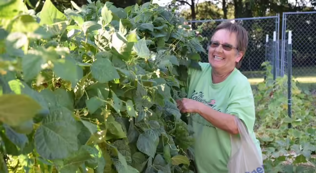 Extension Master Gardener working in a community garden